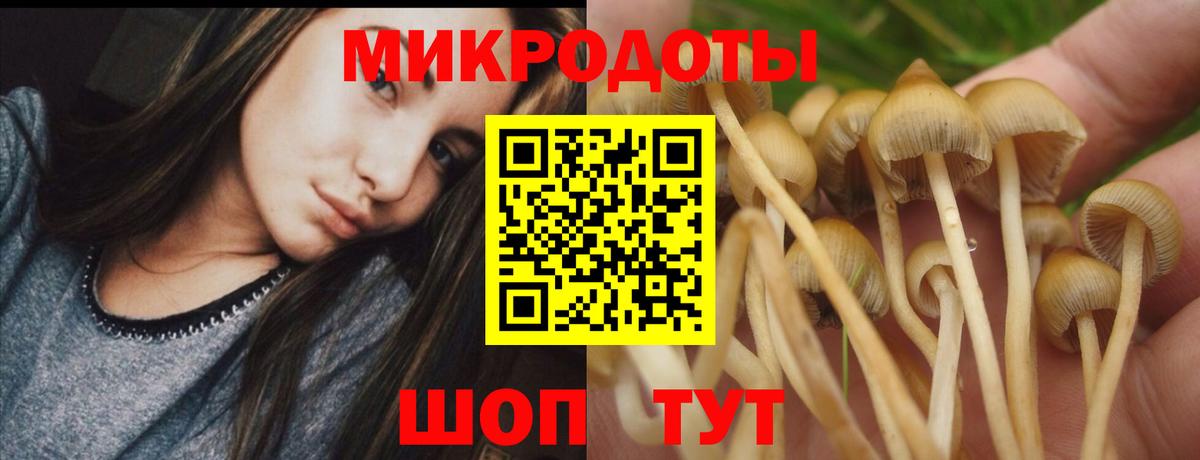 Псилоцибиновые грибы Cubensis Черногорск